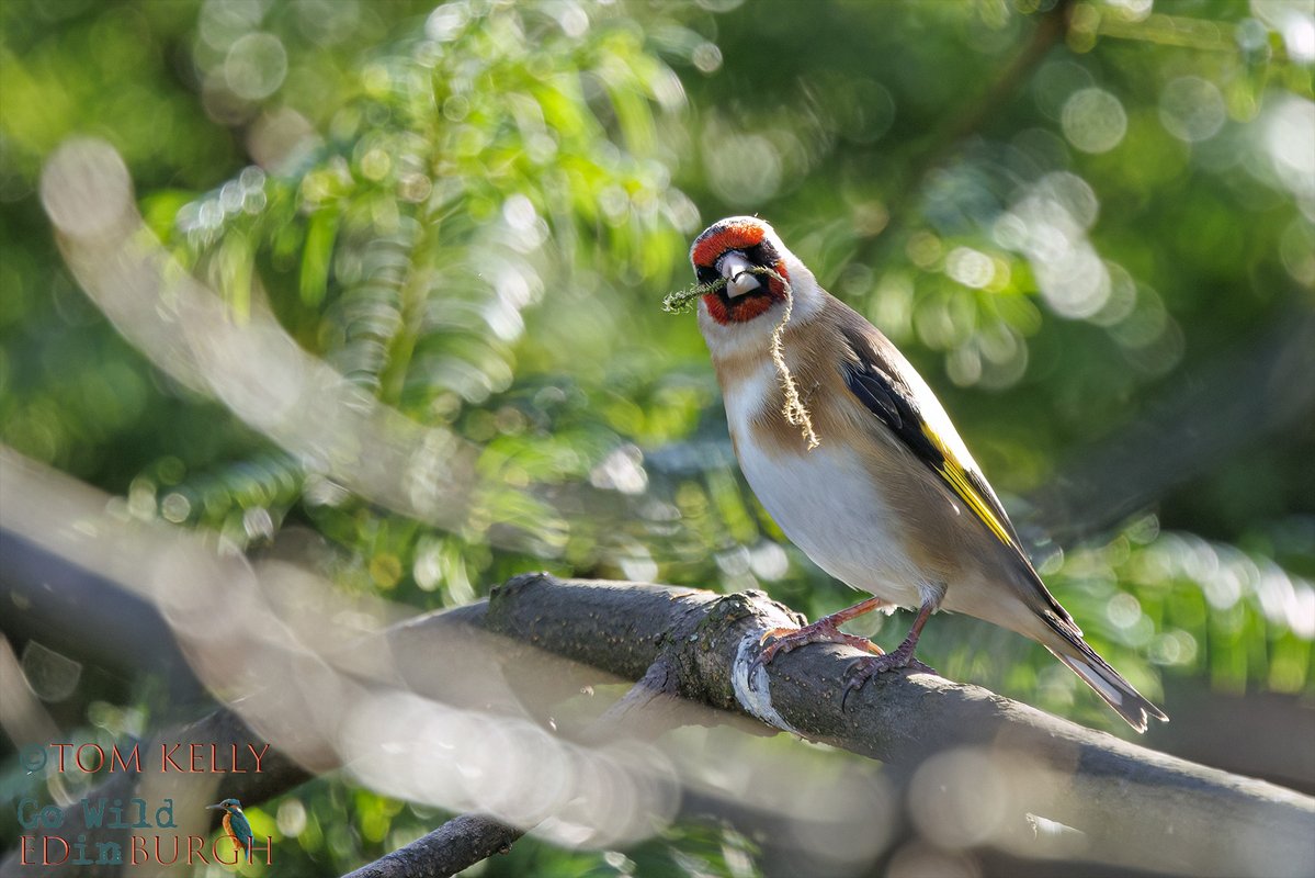 Tom Kelly tweet media