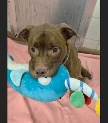 Hollywood Dogs tweet media