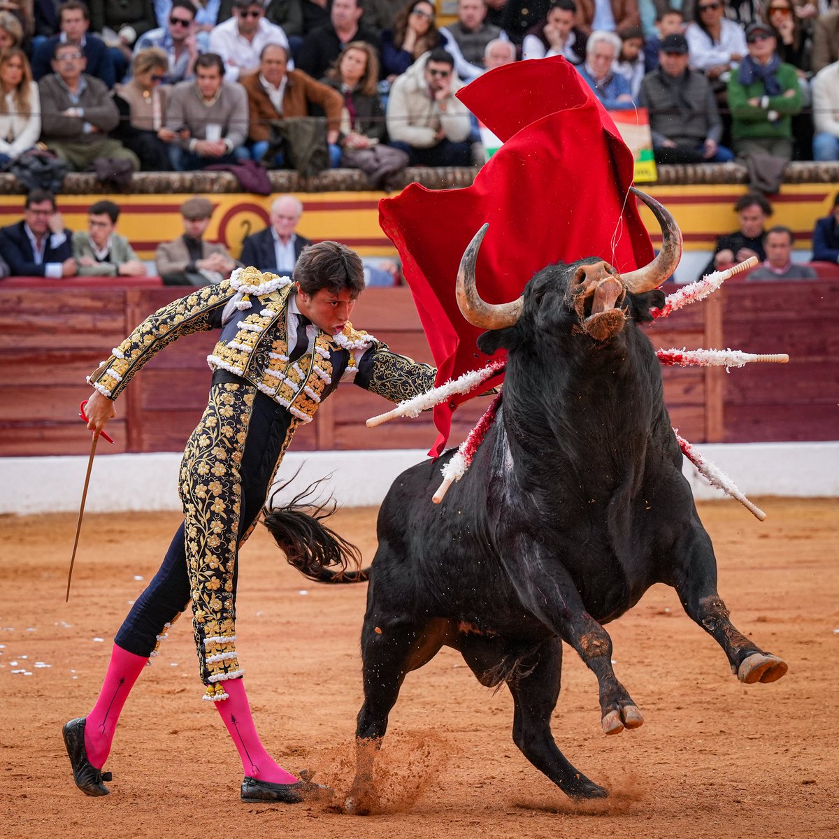RocaRey's tweet photo. 1️⃣ ¡𝗗𝗢𝗦 𝗢𝗥𝗘𝗝𝗔𝗦ⵑ

Roca Rey impuso su poder desde el inicio en una faena de mando y cercanía; el animal tuvo la suerte de caer en manos de un torero de su dimensión

Estocada fulminante y dos orejas con petición de rabo https://t.co/fDoUIX9QRB