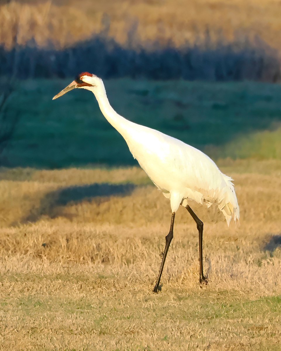 Above96th's tweet image. There are just 577 Whooping Cranes in existence. The good news is that is far higher than the 15 in 1941. While they're still endangered, there's a chance of long-term survival. Spotted this one striding across someone's backyard in Lamar, Texas. ❤️❤️❤️ #Cranes #BirdsSeenIn2026