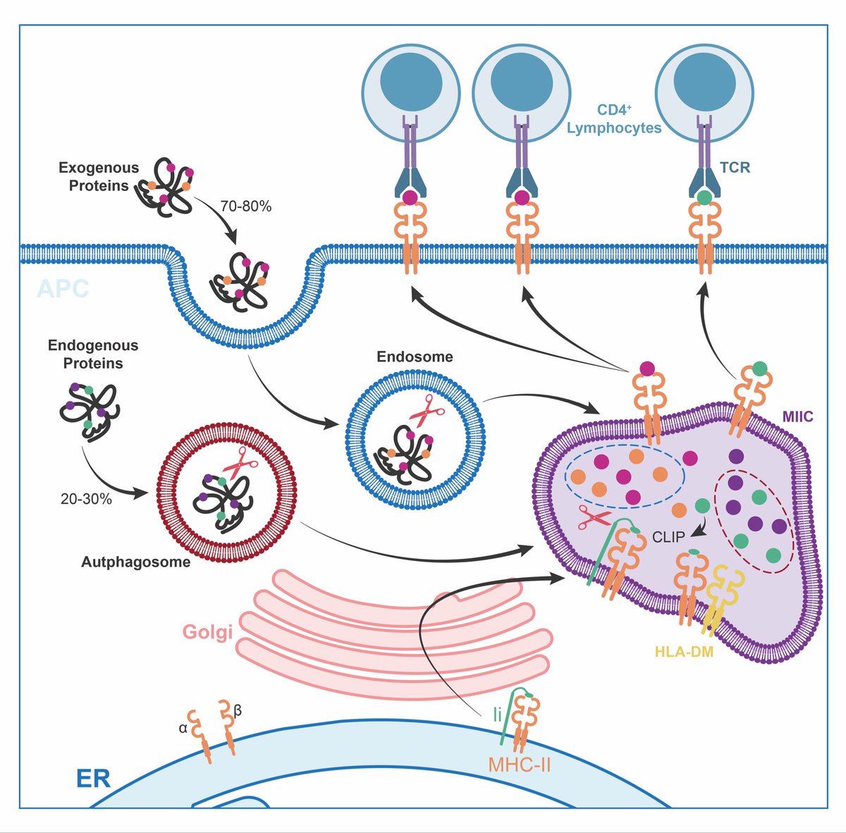 MHC Class II (MHC-II) - Antigen Processing.