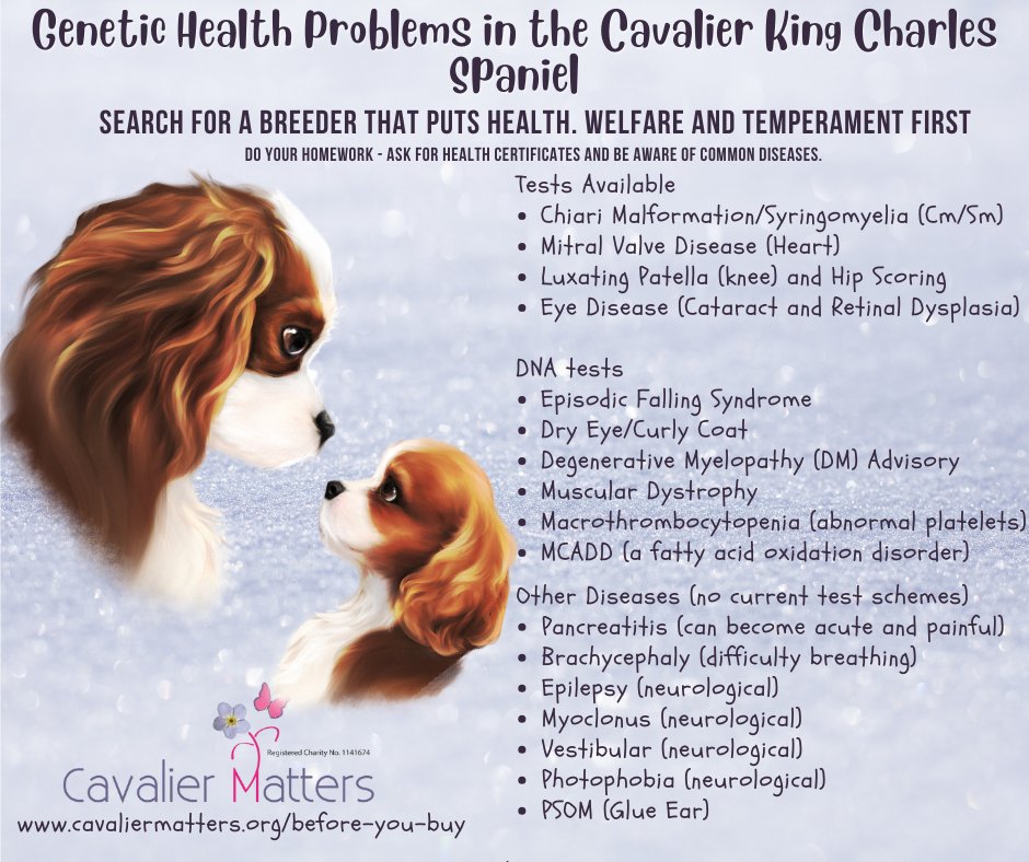 Cavalier Matters tweet media