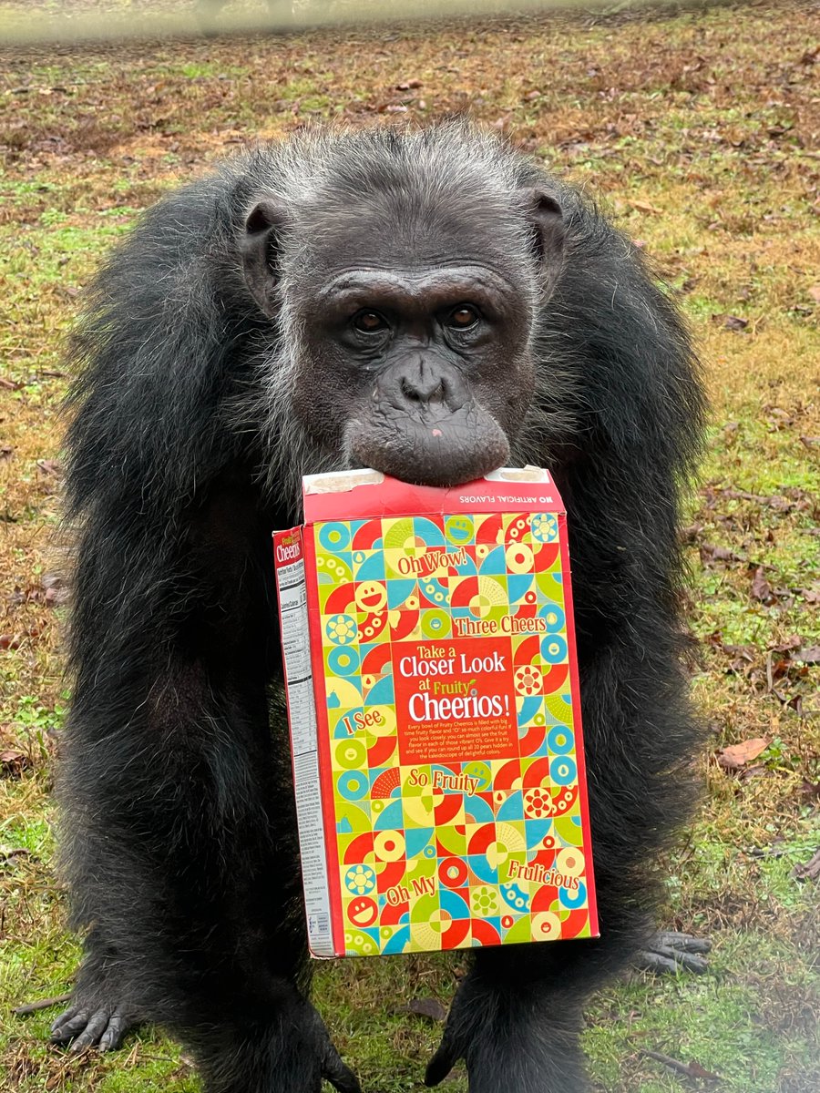 Project Chimps tweet media