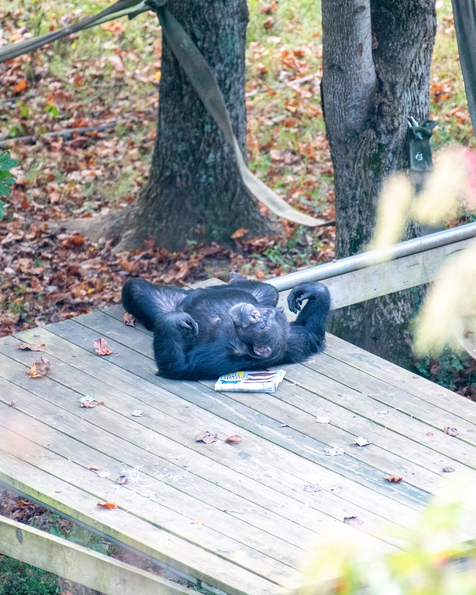 Project Chimps tweet media