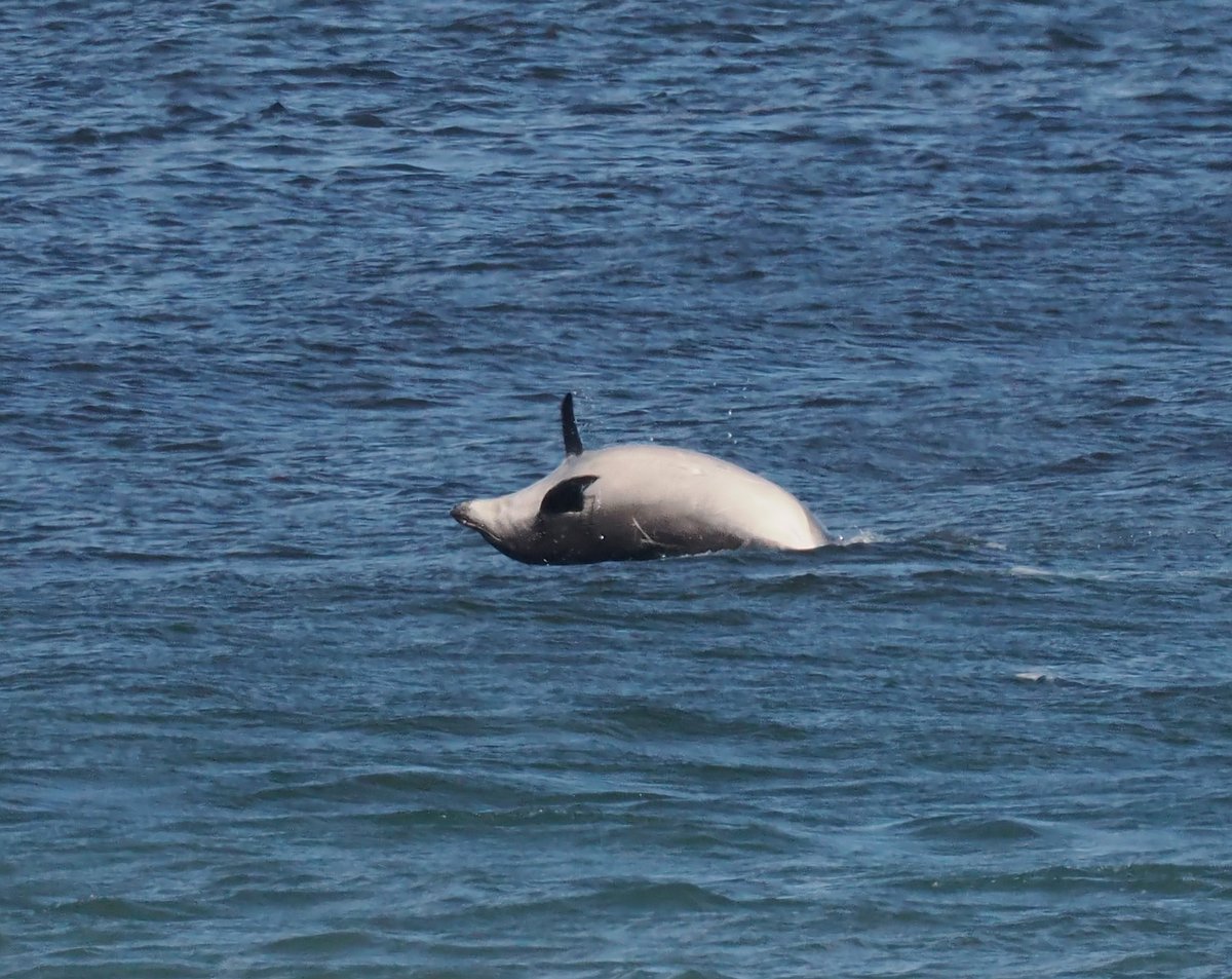 Andrew Whitehouse tweet media