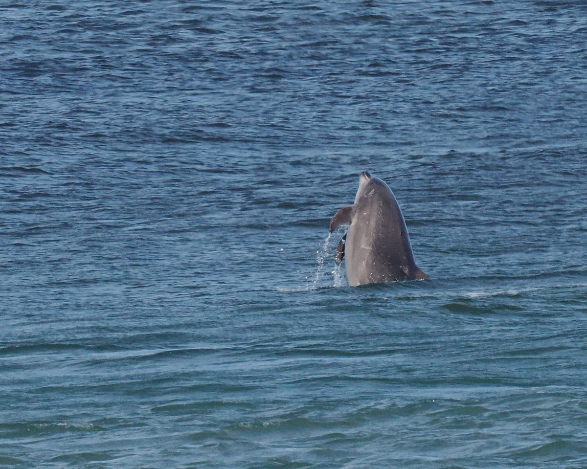 Andrew Whitehouse tweet media