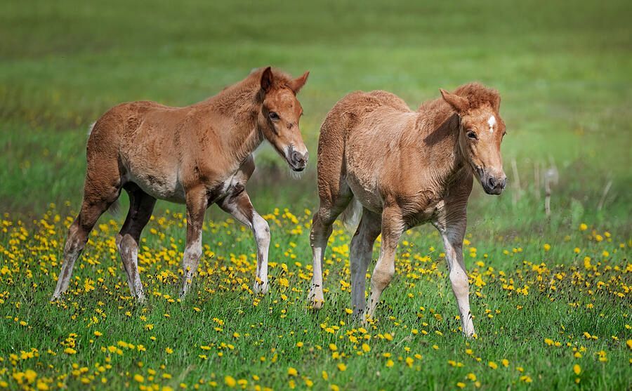 joancarroll's tweet image. Young Icelandic Horses in Flowering Meadow! buff.ly/KWhOVjC #iceland #icelandic #horses #foals #pair #duo #meadow #pasture #wildflowers #pastoral #landscape #buyart #wallart #artforsale #artstore #travel #travelphotography #wallartforsale #giftideas @joancarroll