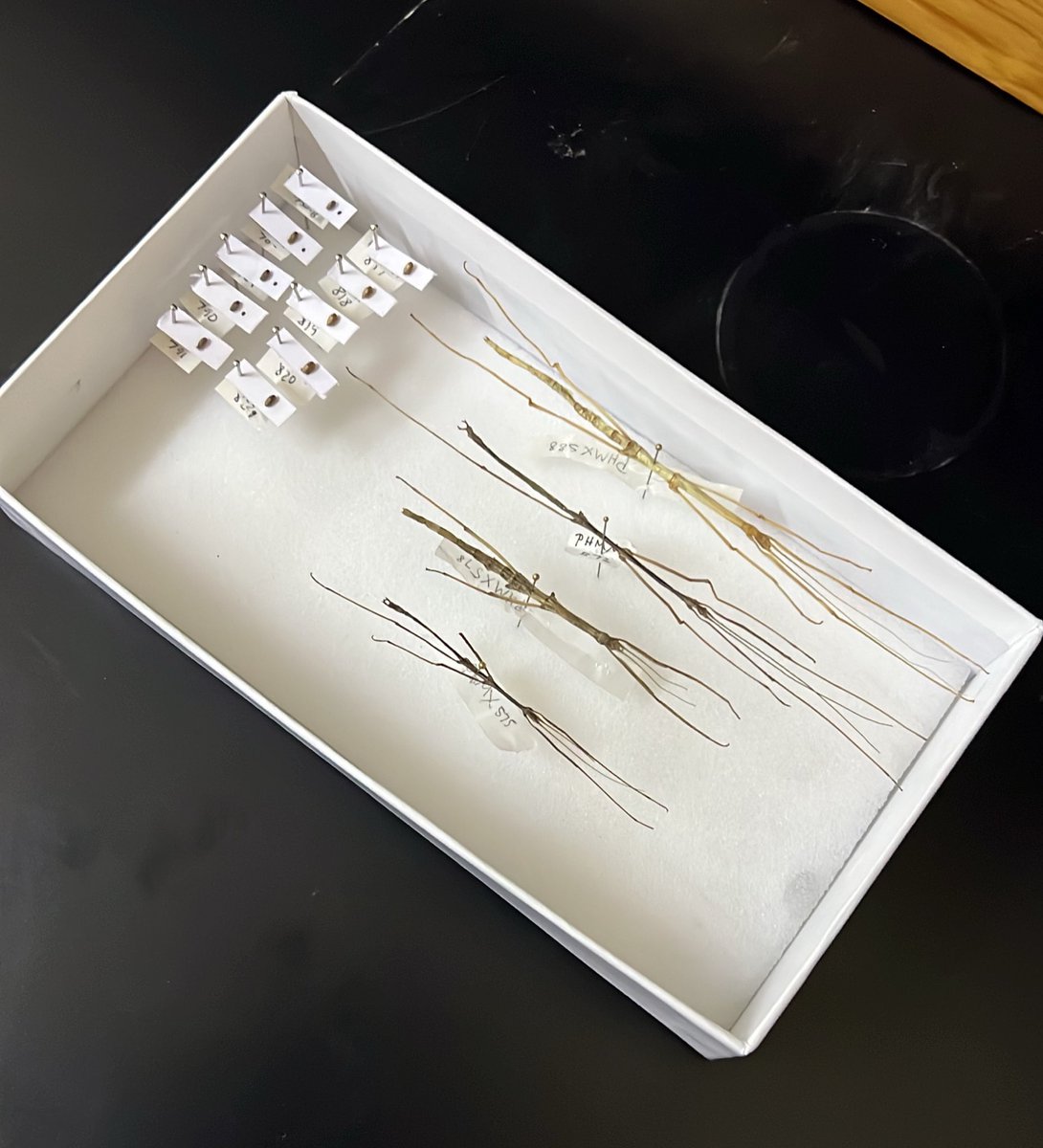 Rodrigo Díaz tweet media