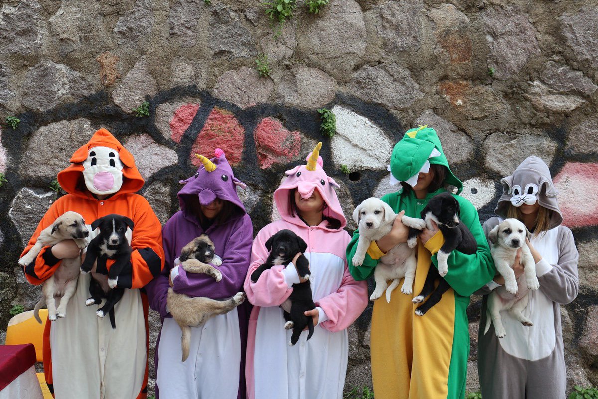 İzmir’de 7 minik yavruya yuva arıyoruz.
Hepsi daha bebek, sevgi ve güvenli bir yuva bekliyor.

Birinin hayatını değiştirmek isteyen varsa iletişime geçebilir.

📞 0553 504 6086
📩 Instagram:  samet.zybekk

Lütfen paylaşın, belki birinin yuvası olursunuz. 🐾
#SatınAlmaSahiplen