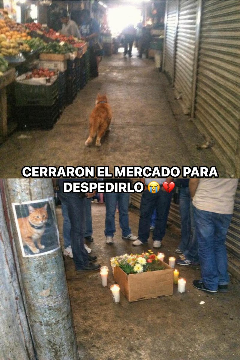 Animalitos en aprietos. tweet media