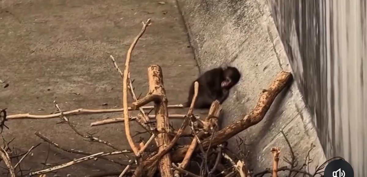 ctrl+alt+delete+fn tweet media