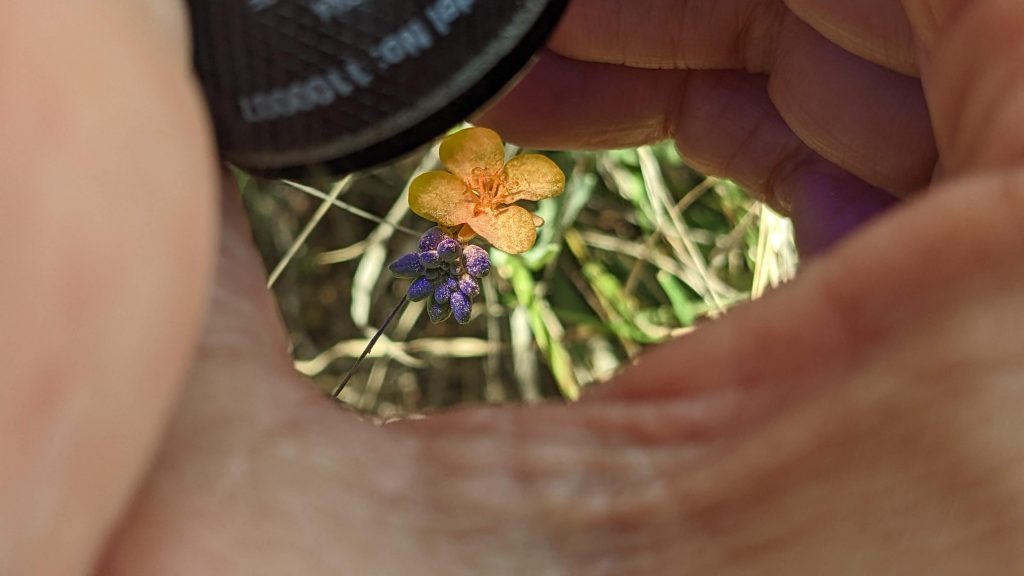 Center for Plant Conservation tweet media
