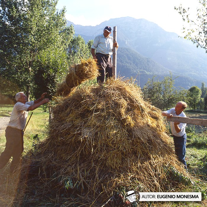 EugenioMonesma's tweet image. 🌾 El #CENTENO de antes no solo era más resistente… también se conservaba de una forma ingeniosa y totalmente natural, en #Niedas.

En 1997 pude conocer de primera mano cómo se cultivaba y se recolectaba este #cereal. 

📽️ Documental COMPLETO (21') aquí: youtu.be/OTgvIh_m1Wg