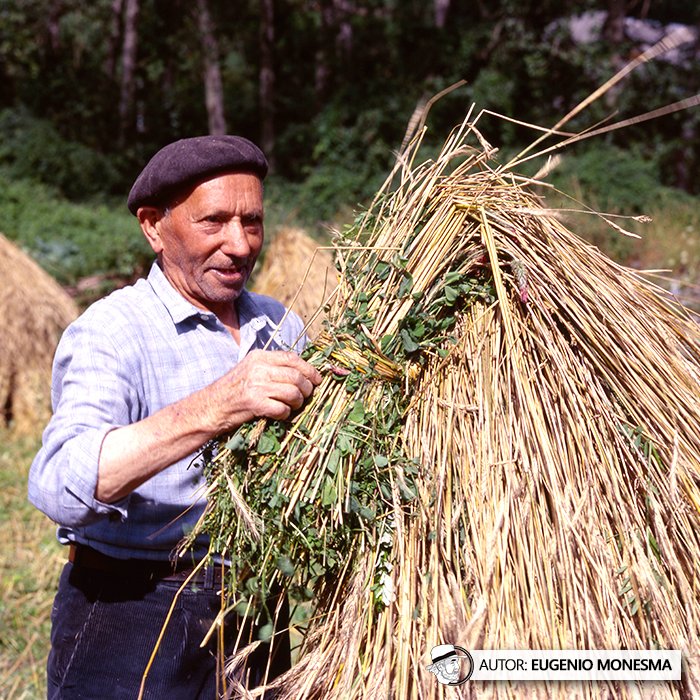 EugenioMonesma's tweet image. 🌾 El #CENTENO de antes no solo era más resistente… también se conservaba de una forma ingeniosa y totalmente natural, en #Niedas.

En 1997 pude conocer de primera mano cómo se cultivaba y se recolectaba este #cereal. 

📽️ Documental COMPLETO (21') aquí: youtu.be/OTgvIh_m1Wg