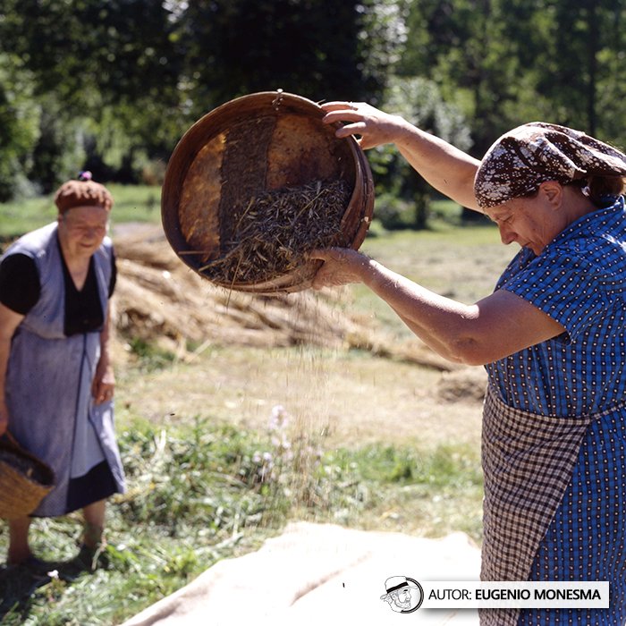EugenioMonesma's tweet image. 🌾 El #CENTENO de antes no solo era más resistente… también se conservaba de una forma ingeniosa y totalmente natural, en #Niedas.

En 1997 pude conocer de primera mano cómo se cultivaba y se recolectaba este #cereal. 

📽️ Documental COMPLETO (21') aquí: youtu.be/OTgvIh_m1Wg