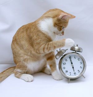 BunnieKat1962's tweet image. Happy
#DaylightSavingsTime 
NOT!
#kittens
#cats