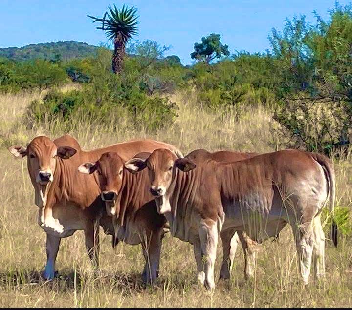 IY’MPAHLA ZOMGCAGCO:

ngosuku lomgcagco kusebenza iy’mpahla ezine>>>

1. Umqhoyiso, udliwa abasekhweni impahla yabo bodwa le kuba inkomo yesikazi cause kuzomele kwenziwe usiko lwebele for umakoti bese kuthi ezosala kumele bahambe nayo, izitho ey’salayo zine kuphela , inyongo,