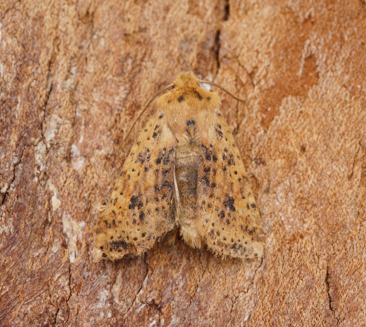 Ben Sale tweet media