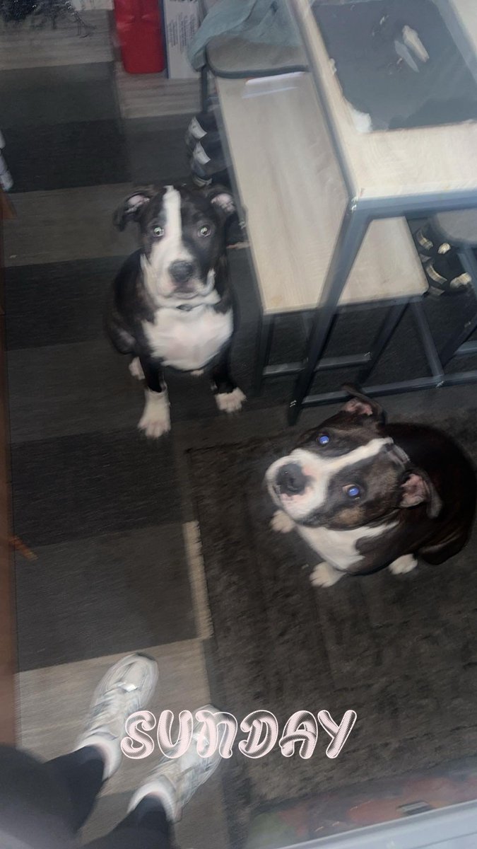 millypod1's tweet photo. ๐8 MAR 2026 #Lost M and C (Two dogs)#ScanMe
Staffordshire Bull Terrier Male
#Auchinleck #KA18
County #Cumnock East #Ayrshire #Scotland
The dog without the collar had been found. Comment on Ayrshire Drone Dog rescue.
Other dog still missing
https://t.co/rya9ZJkmy1 https://t.co/LP4PIBQAJj