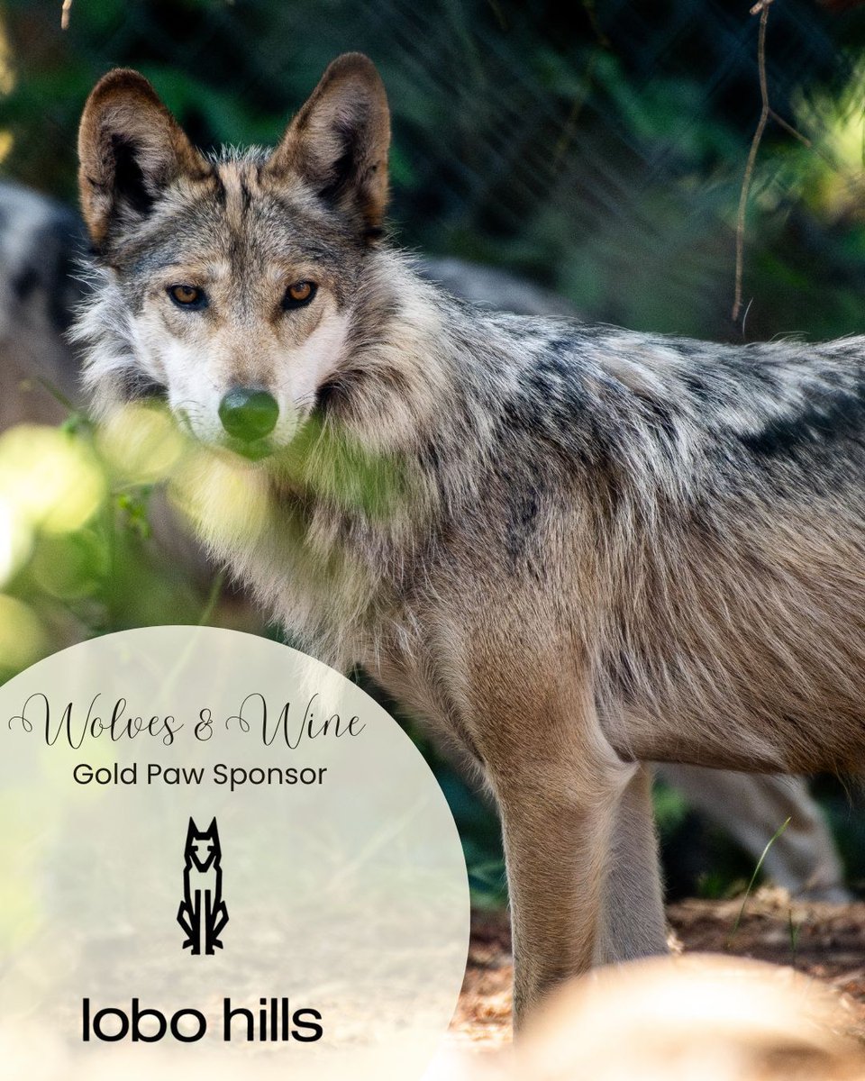 Wolf Haven International tweet media