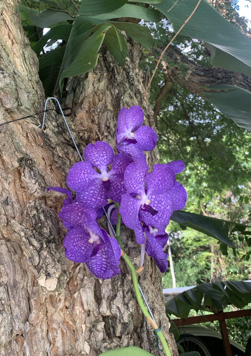 Pilar Callizo tweet media