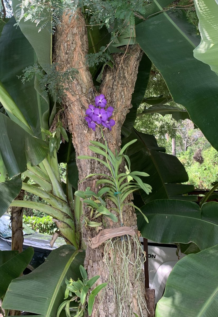 Pilar Callizo tweet media