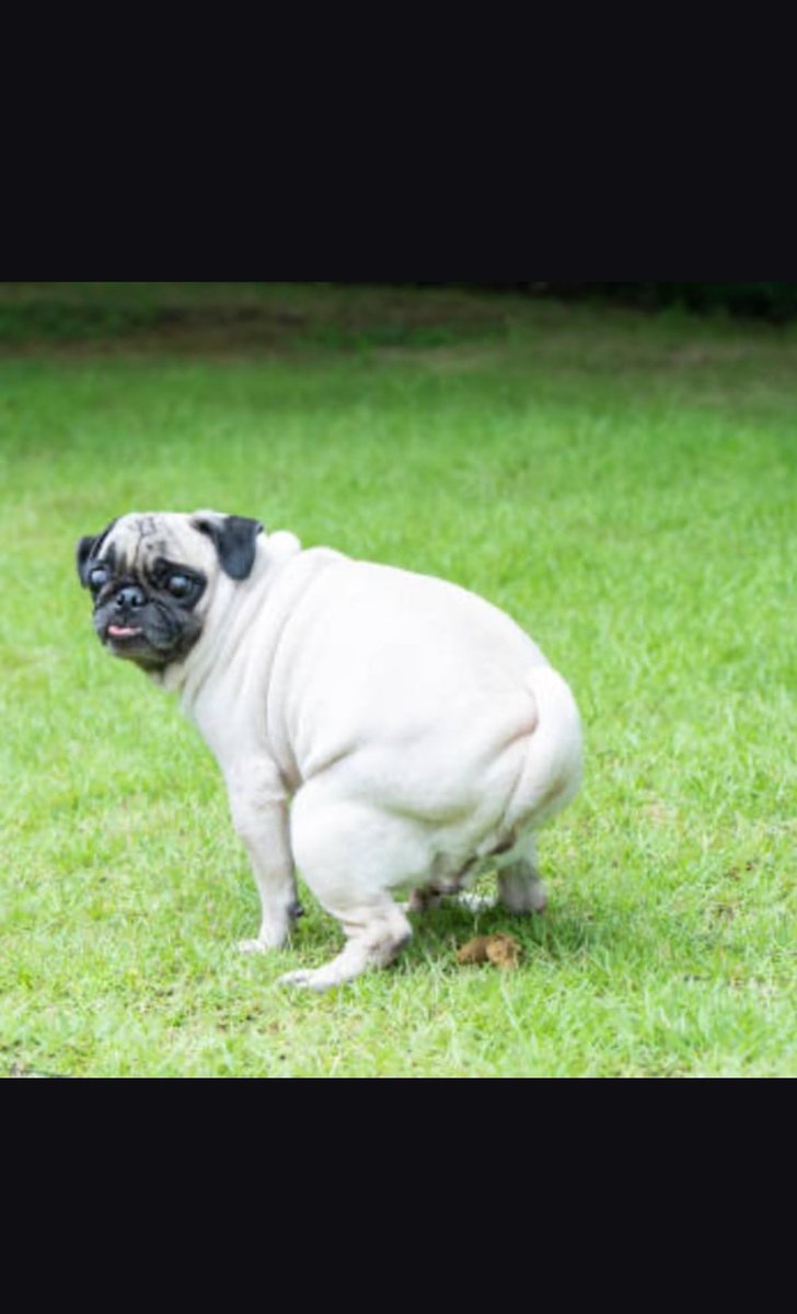 $UhOh The Pug tweet media