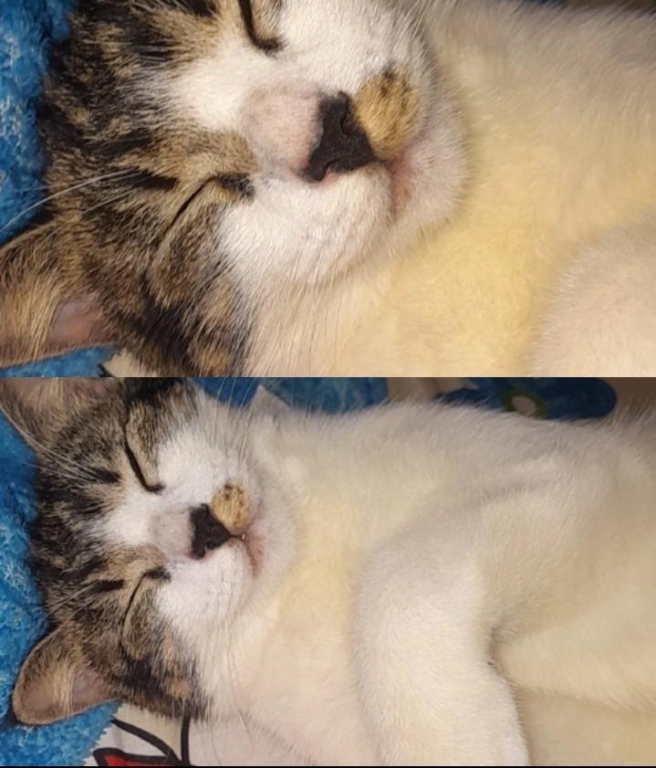 angllight_'s tweet photo. Apdet hidup : kalo on berarti lagi rest. Kalo ilang, berarti stress berat. 
Indikasi : Idup cuma bimbingan-les-pulang walau self reward nomor satu (eskim).
Penyebab : Kucing mati 2 dalam seminggu, nangis kejer 2 hari.
Penanganan : Obat stress ya pasti makan makan dan makan. https://t.co/D9BHtgnaKW