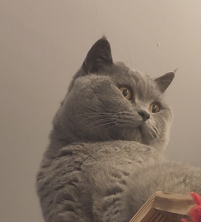 Da Flibble tweet media