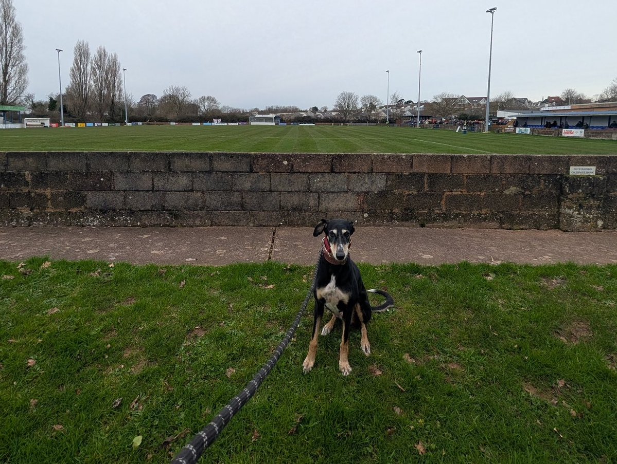 nonleaguedogs tweet media