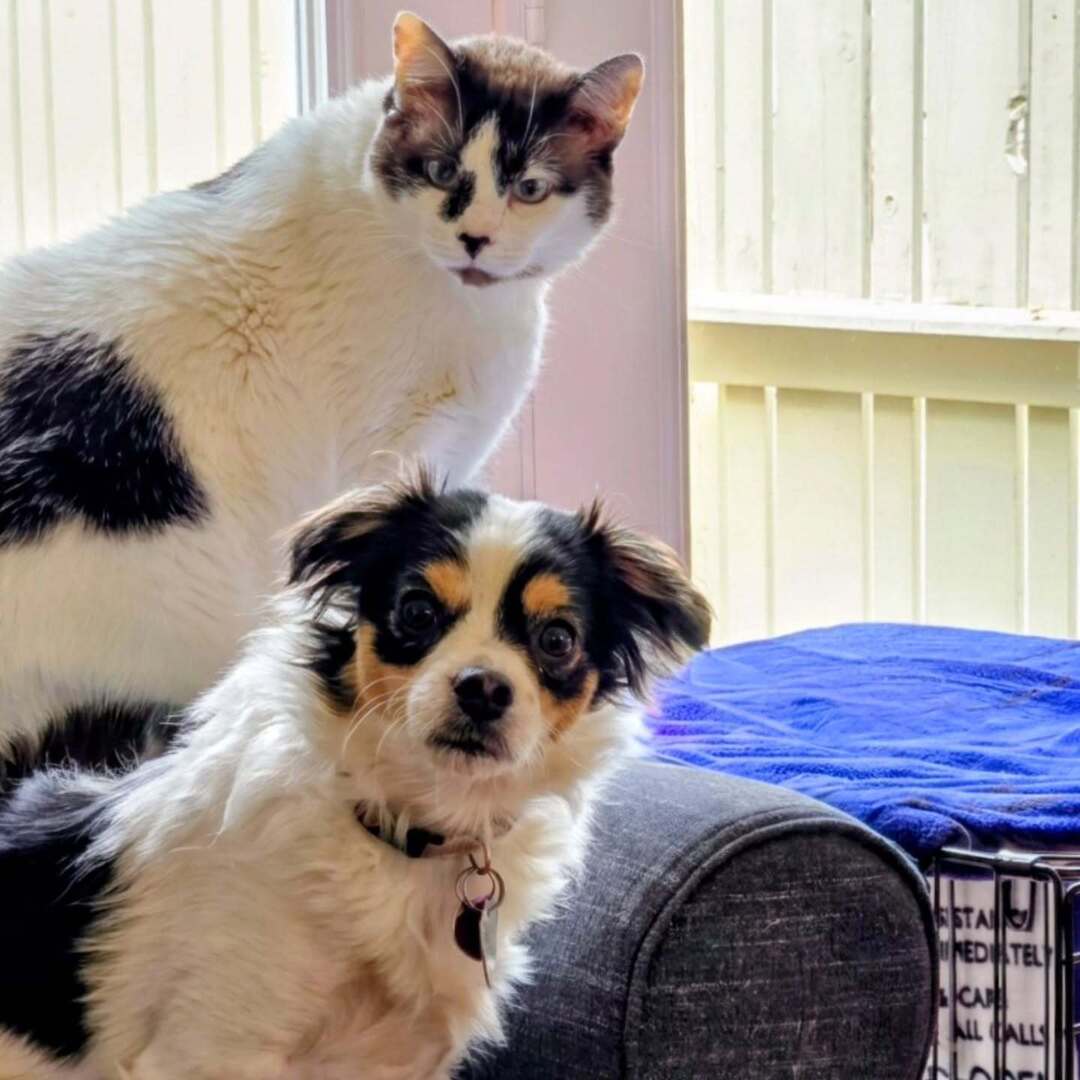 jasontromm's tweet photo. A rare moment of peaceful co-existence with these two! Their expressions are priceless. So glad I caught them together like this! ❤️ #CatAndDog #PetLove #FurryFriends #dofsofinstagram #catsofinstagram https://t.co/rkE5jraBZl