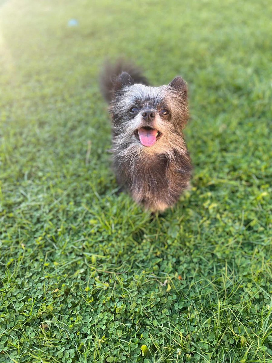 "Where are you Moosie?
It’s been 17 days since you went missing &amp; I still don’t know where you are. I promise I’m out there every day looking for you.

I miss you so much my little boy💔"

Moose went missing from his garden in Airedale, Castleford, WF10 on 18/02/26 #stolendoghour