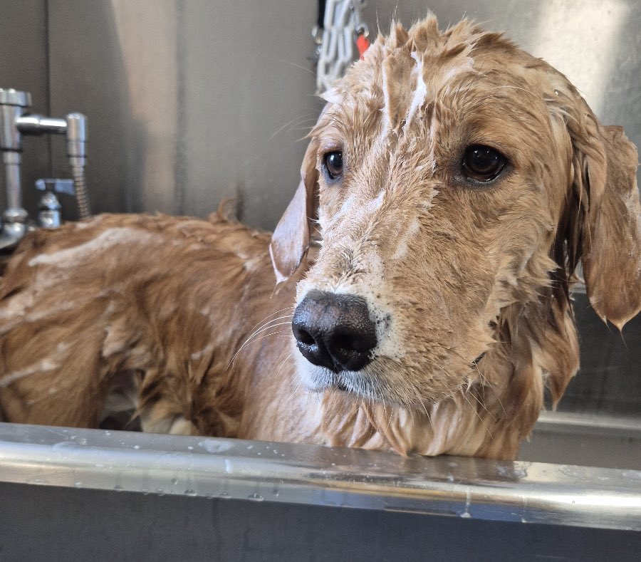 MikeIndo22's tweet image. Day 1,226 of tweeting @vindiesel until he promises me he’s going to put Pepas in the next Fast movie.  I will never stop grinding, I am dedicated #family and I know what this song will do to #FastandFurious #Fast11 needs this. I need this. Athena needs this.