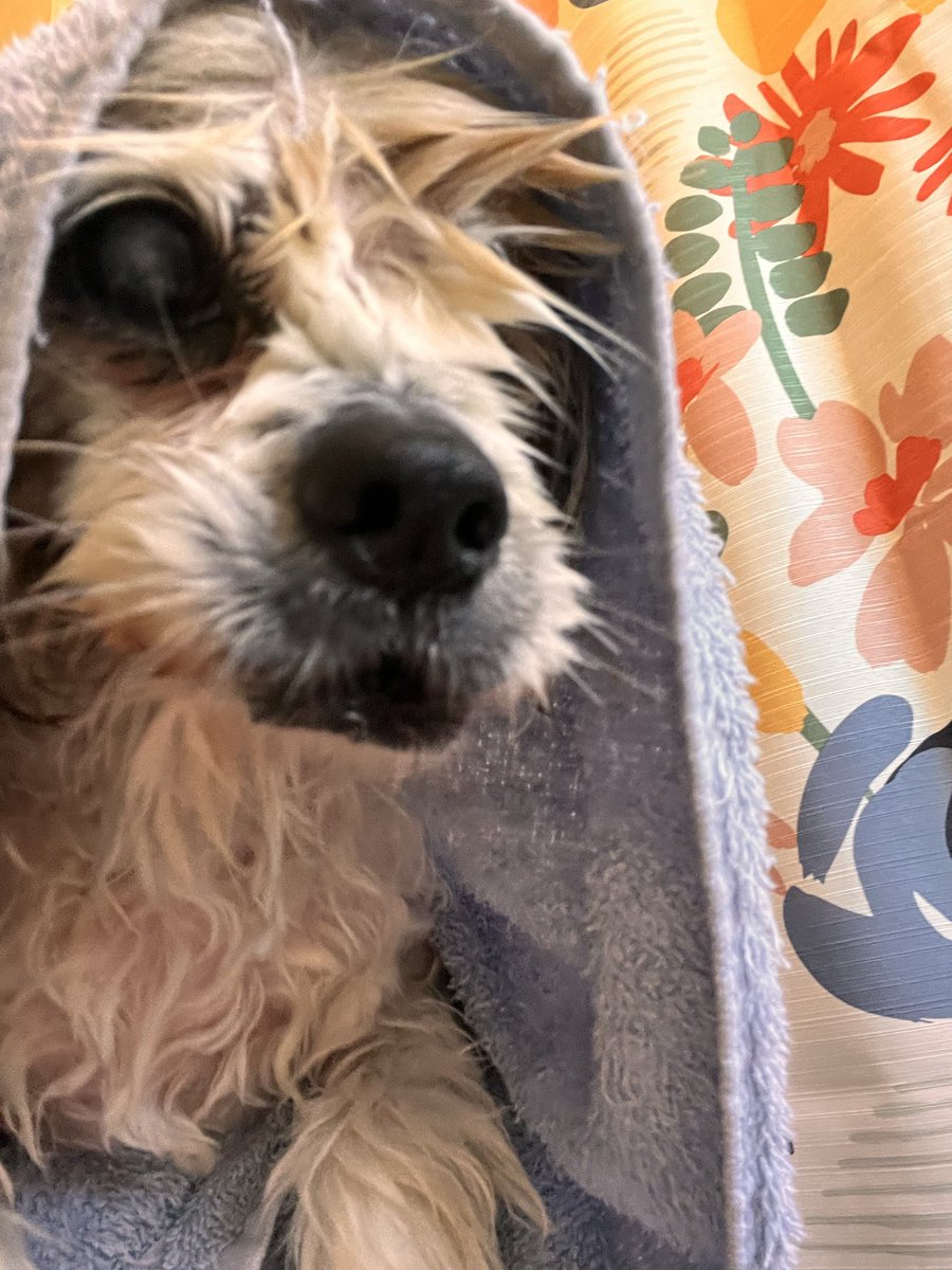 Maisy Cheese Baby MBE tweet media