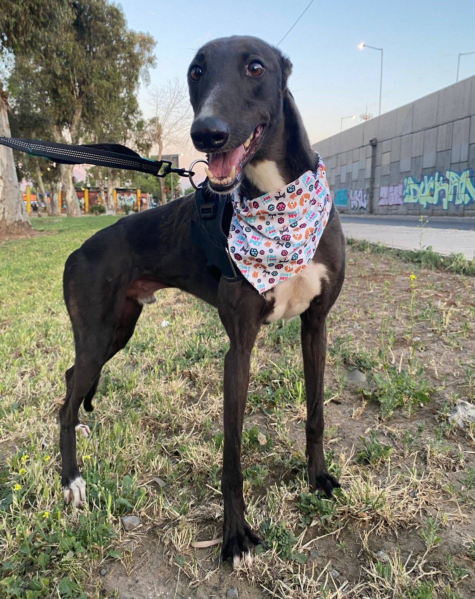 eltuitdemarsh's tweet photo. Ramsés, de 3 años, en adopción responsable. Se encuentra desparasitado, castrado y vacunado. Es muy dócil y amistoso. Lo entregan en el domicilio del adoptante. Si deseas darle un hogar, comunícate al +56976880165. Favor RT!
#Quilicura https://t.co/Mg7i0B7qvt
