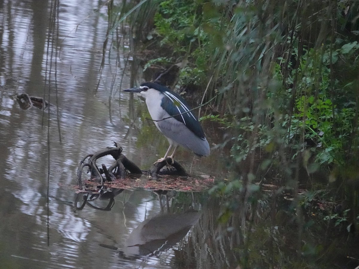 Dave Boult tweet media