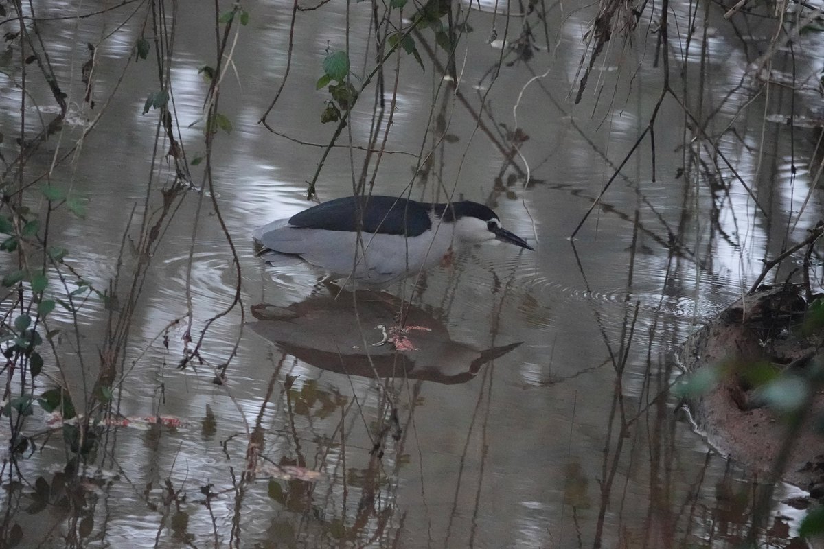 Dave Boult tweet media