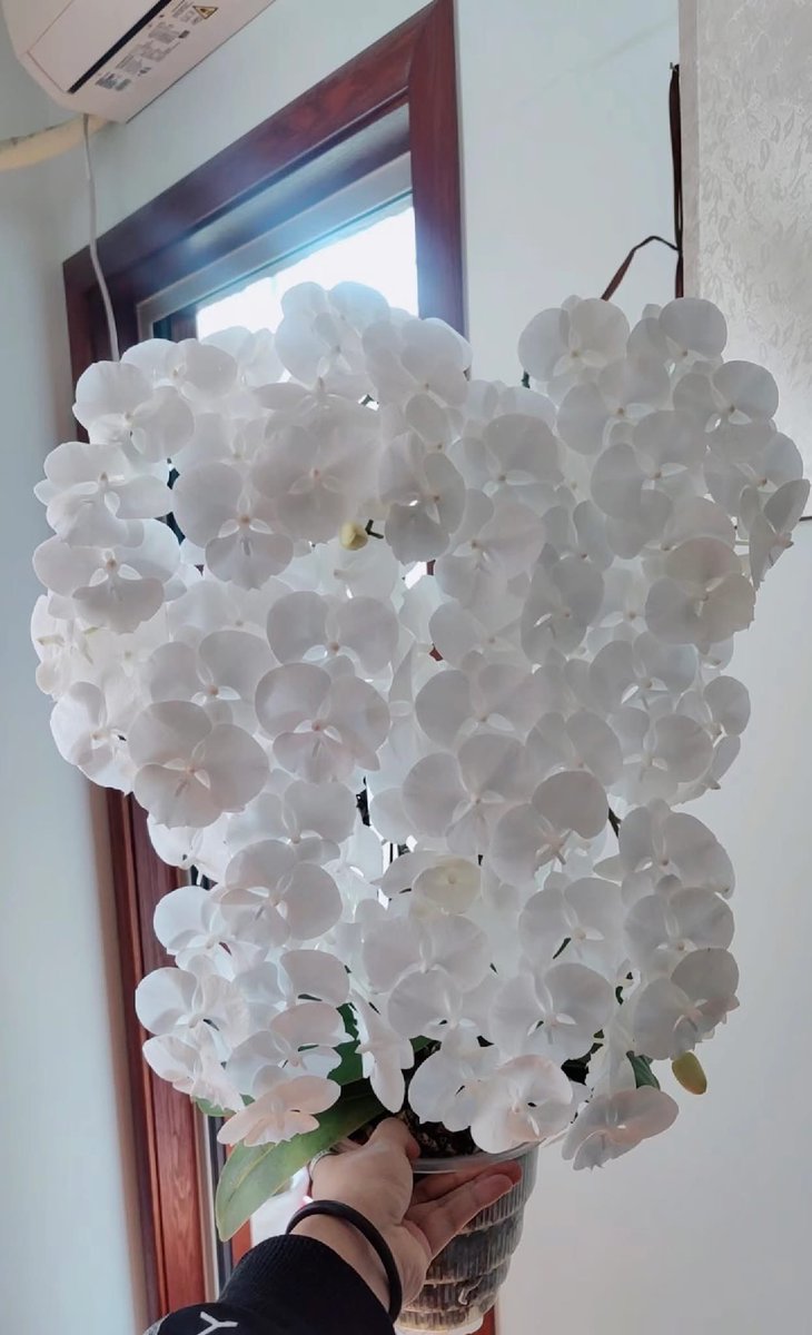 This is a showstopper.

Phalaenopsis Heart of Manhattan, very easy to take care, and keep healthy .

In right condition, it will full bloom and give you like 100 buds. 

And no it’s not plastic and no AI! 
Proof in the first comment