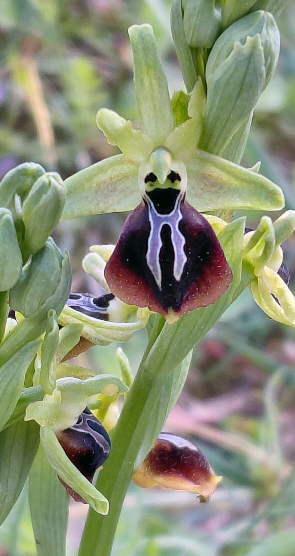 Greenwings Wildlife Tours tweet media