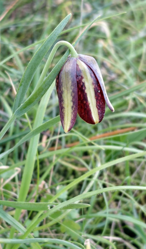 Greenwings Wildlife Tours tweet media