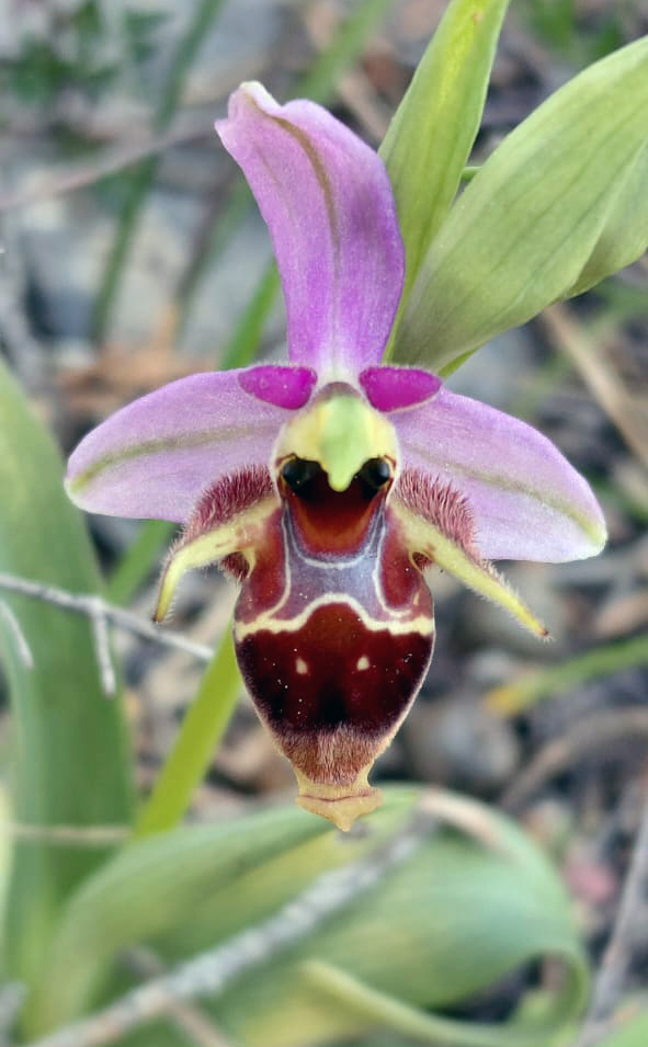 Greenwings Wildlife Tours tweet media