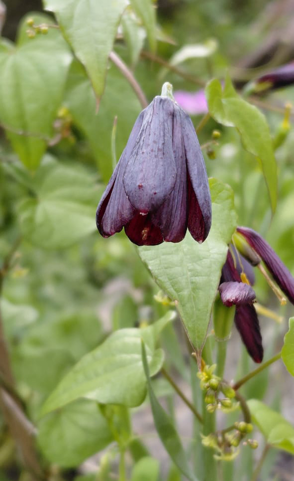 Greenwings Wildlife Tours tweet media