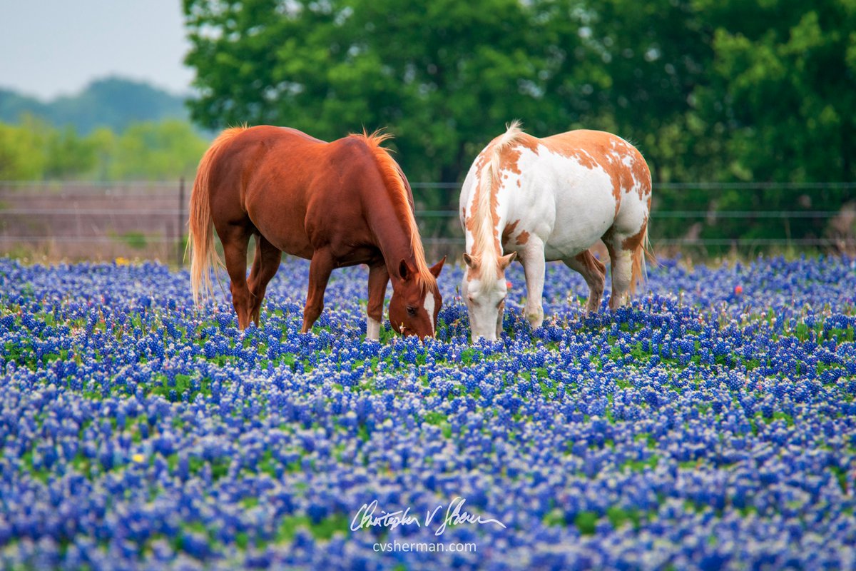 Christopher V. Sherman tweet media