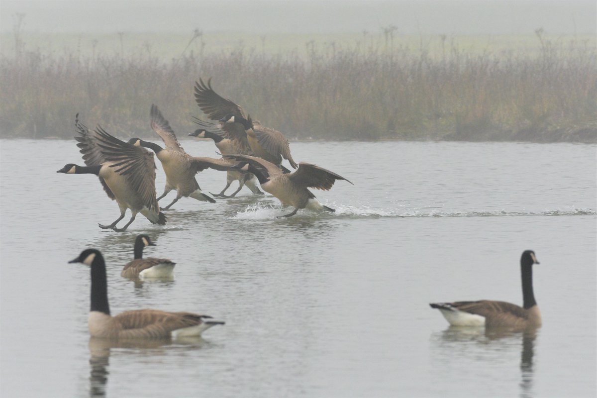 Misty morning #Culemborg <a href="/weerverteller/">Weerverteller.nl</a> <a href="/weermanrobert/">➡️ Robert de Vries</a> <a href="/HartvNL/">Hart van Nederland</a> <a href="/MeteoVoorne/">Weerman Stefan</a> <a href="/BuienRadarNL/">Buienradar</a> <a href="/WilliamHuizinga/">William Huizinga</a> <a href="/mrmiddendorp/">Maurice Middendorp</a> <a href="/jordiweerman/">Jordi Huirne</a> <a href="/onwukaa/">Amara Onwuka</a> <a href="/marjondehond/">Marjon de Hond</a> <a href="/nicolienkroon/">nicolienkroon</a> #mist #grijs #canadesegans