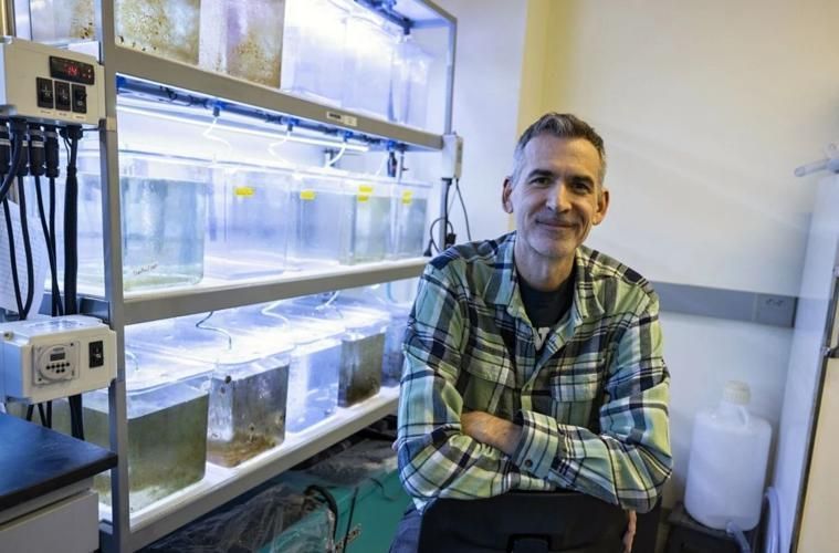 TheEastsiderLA's tweet image. Tiny sea slugs in a Cal State LA lab could hold big scientific secrets. Researchers are studying photosynthetic slugs that may help unlock advances in cancer research, clean energy and regenerative medicine. #CalStateLA buff.ly/vE3OFje