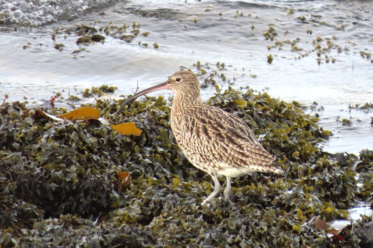 Rathlin Stickybeak tweet media