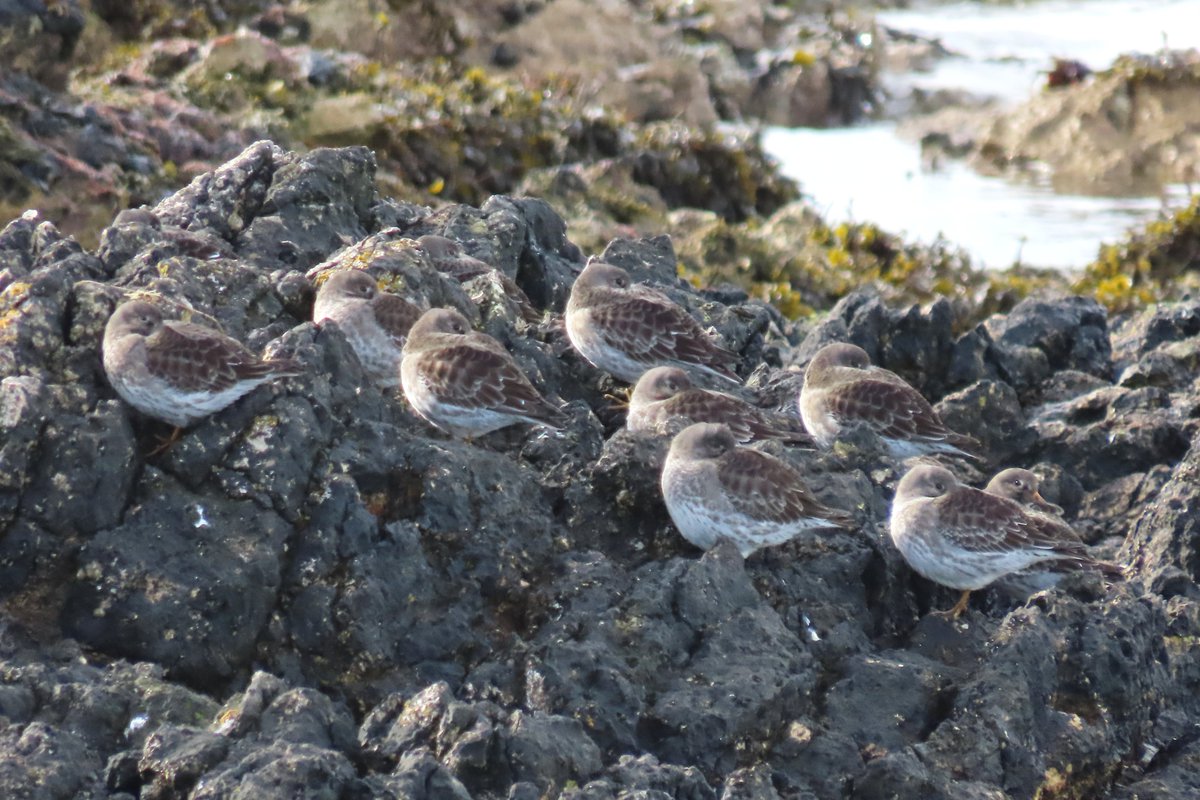 Rathlin Stickybeak tweet media