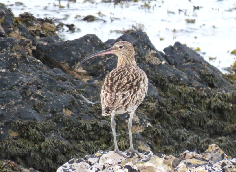 Rathlin Stickybeak tweet media