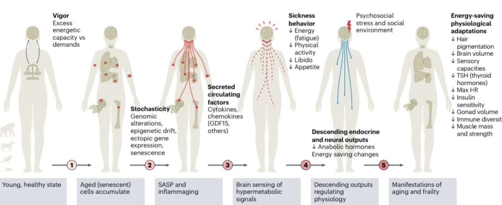 For decades, aging was framed as a problem of damage.

Oxidative stress.
Cellular breakdown.
Molecular decline.

But new perspectives are emerging.                  

In a recent paper, <a href="/MitoPsychoBio/">Martin Picard</a> and colleagues propose something deeper:                          

Aging may
