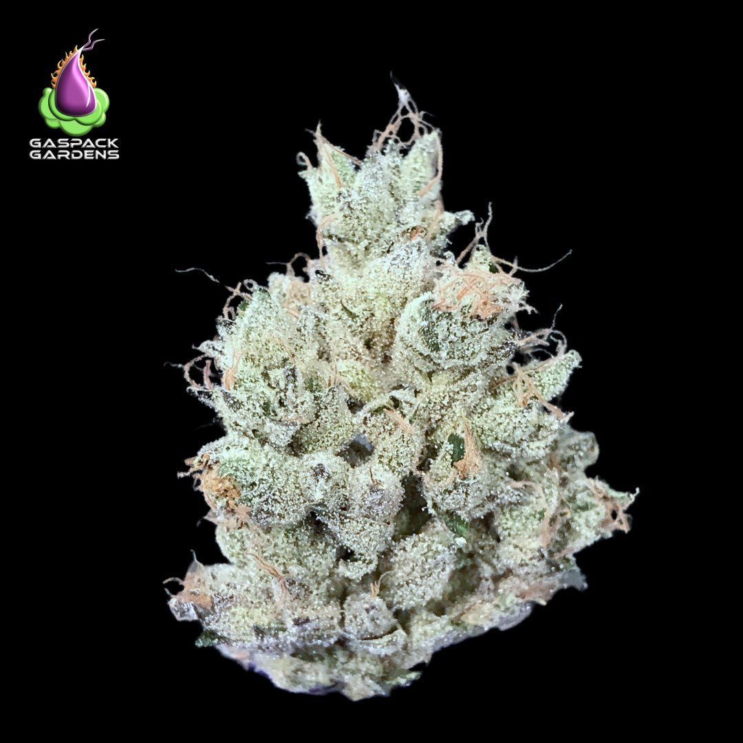 GASPACK GARDENS tweet media